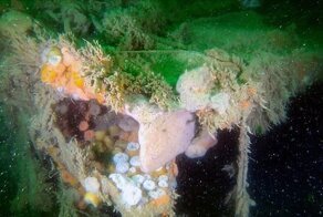 Затонувшее немецкое судно времен Второй мировой отравляет море у берегов Бельгии