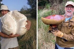 17 случаев, когда люди пошли в лес по грибы, а вернулись с настоящими грибными сокровищами