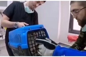 Боевая кошка против сотрудника ветеринарной клиники