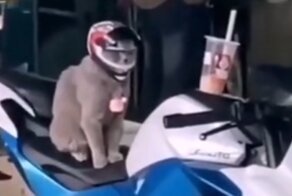 Котоциклист и его хозяин