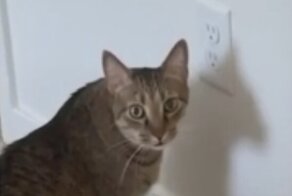 "Что за техника безопасности?": котик испытал судьбу