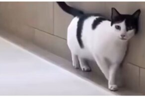 Прогулка кота с неожиданным финалом