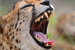 Как эволюция преподнесла людям и животным полезный кусательный презент?