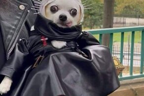 20+ самых странных костюмов на Хэллоуин для животных