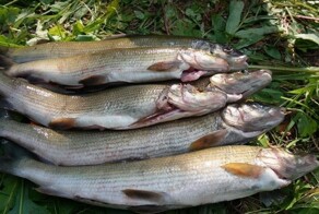 Хариус Северного Урала 2022. Яма мечты. Рыбалка