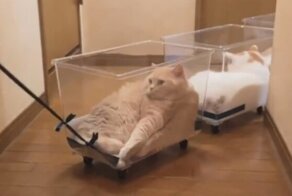 Настроение: смотреть на ленивый паровозик из котиков