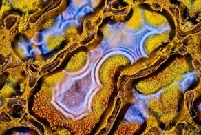 Лучшие снимки с конкурса микрофотографии Nikon Small World 2022