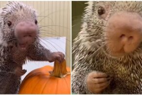 Детёныш дикобраза  лакомится тыквой