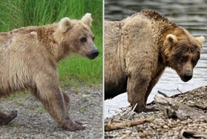 До и после: 12 забавных фото, как меняются медведи, набирая вес перед спячкой