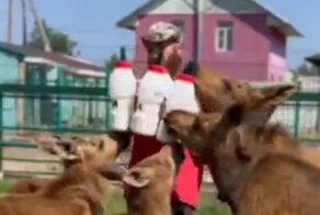 Как кормят молодых лосей