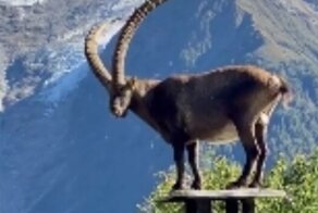 Ирландец вот уже несколько лет борется с горными козлами на своей крыше