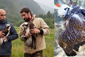 Краундфандин здорового человека: российские орнитологи собирают деньги на трекеры для птиц