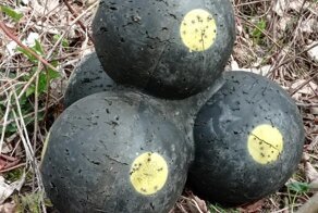 14 чудаковатых находок, обнаруженных людьми в лесу совершенно случайно