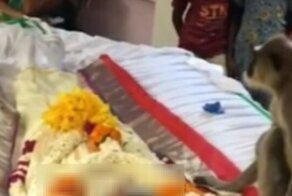 "Человек, вставай!": скорбящая мартышка пришла на похороны друга