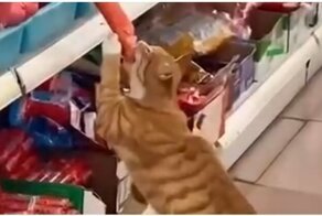 Пушистый колбасный инспектор