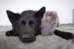 18 случаев, когда животные нашли себе друзей, которые совсем не похожи на них