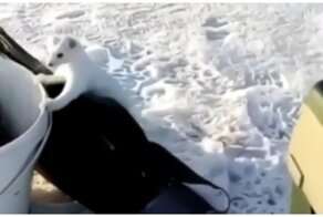 Горностай  пытается украсть улов рыбака