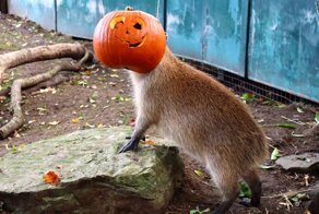 Для обитателей зоопарка устроили забавный день с тыквами