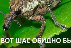 Чиновники придумали, чем можно заменить ненормативную лексику в быту