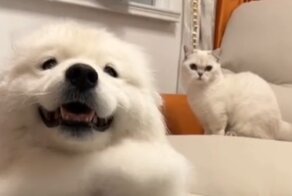 Бюджетный домашний белый медведь