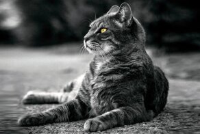 Басмач и прапорщик (рассказ военного врача)