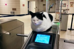 18 котиков, которые были обнаружены в самых неожиданных местах