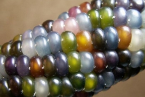 Это настоящий сорт кукурузы (3 фото)