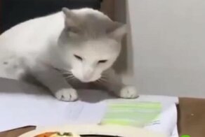 Шалость не удалась