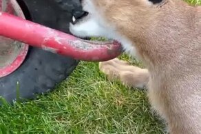 Подсел на колёса 