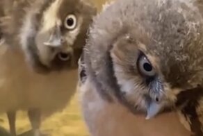 Забавная реакция совят на гусеницу