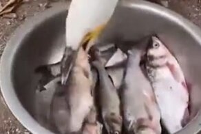 Баклан лакомится свежей рыбой