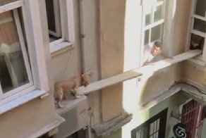 Пес выпрыгнул из окна, но неравнодушные жители не дали ему погибнуть