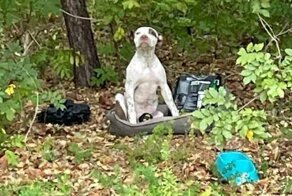 Люди увидели пса, брошенного на лежанке с кормом и игрушками