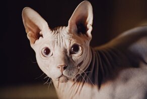 Ветеринар назвал 9 пород собак и кошек, которые никогда бы не купил