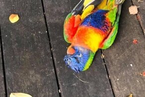 Тысячи попугаев в Австралии падают без движения