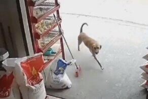 Пёс освоил общественный транспорт, чтобы видеть свою хозяйку чаще