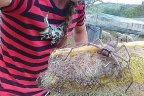 19 примеров того, что австралийские животные зашли слишком далеко