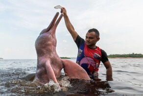 Красивый высший хищник: 10 интересных фактов про розового дельфина