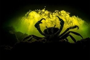 Жюри раздало призы любителям фотографировать мангровые леса