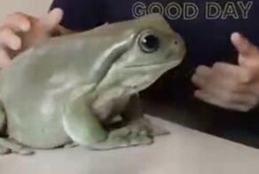 Лягушка впечатляющих размеров