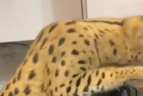 Хищница ворует еду хозяев из микроволновки