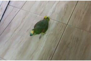 Пернатый фанат певицы Рианны