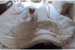 Непоседливые котята мешают хозяину спать