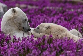Игривые фотографии белых медведей