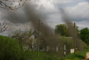 Комары закрыли небо над Нарочью (Беларусь) (18 фото)