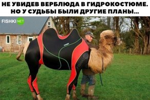 Весёлые картинки
