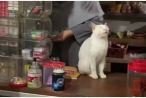 Кот по кличке Понедельник