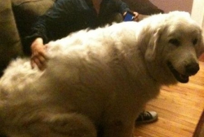 Не всякую собаку можно держать в квартире (12 фото)