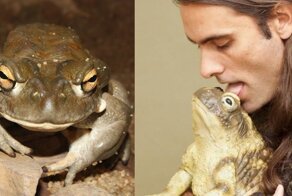 Хватит лизать жаб! В США просят перестать облизывать больших колорадских амфибий