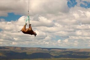 Для чего в Африке подвешивают носорогов за ноги и катают на вертолете